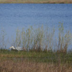 Grote blauwe reiger - Fotograaf: Coen Gabriëls