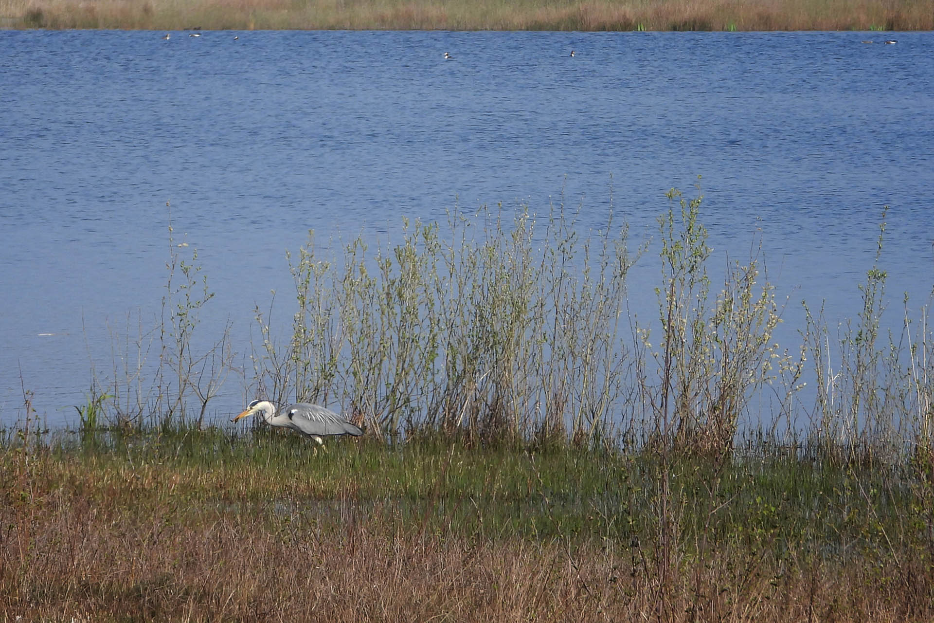 Grote blauwe reiger - Fotograaf: Coen Gabriëls