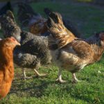 Foto ter illustratie - kippen - via depositphotos