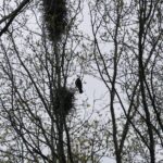 Archieffoto WdG - Overlast van roeken op de Limburglaan