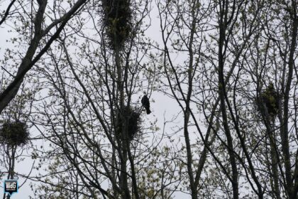 Archieffoto WdG - Overlast van roeken op de Limburglaan