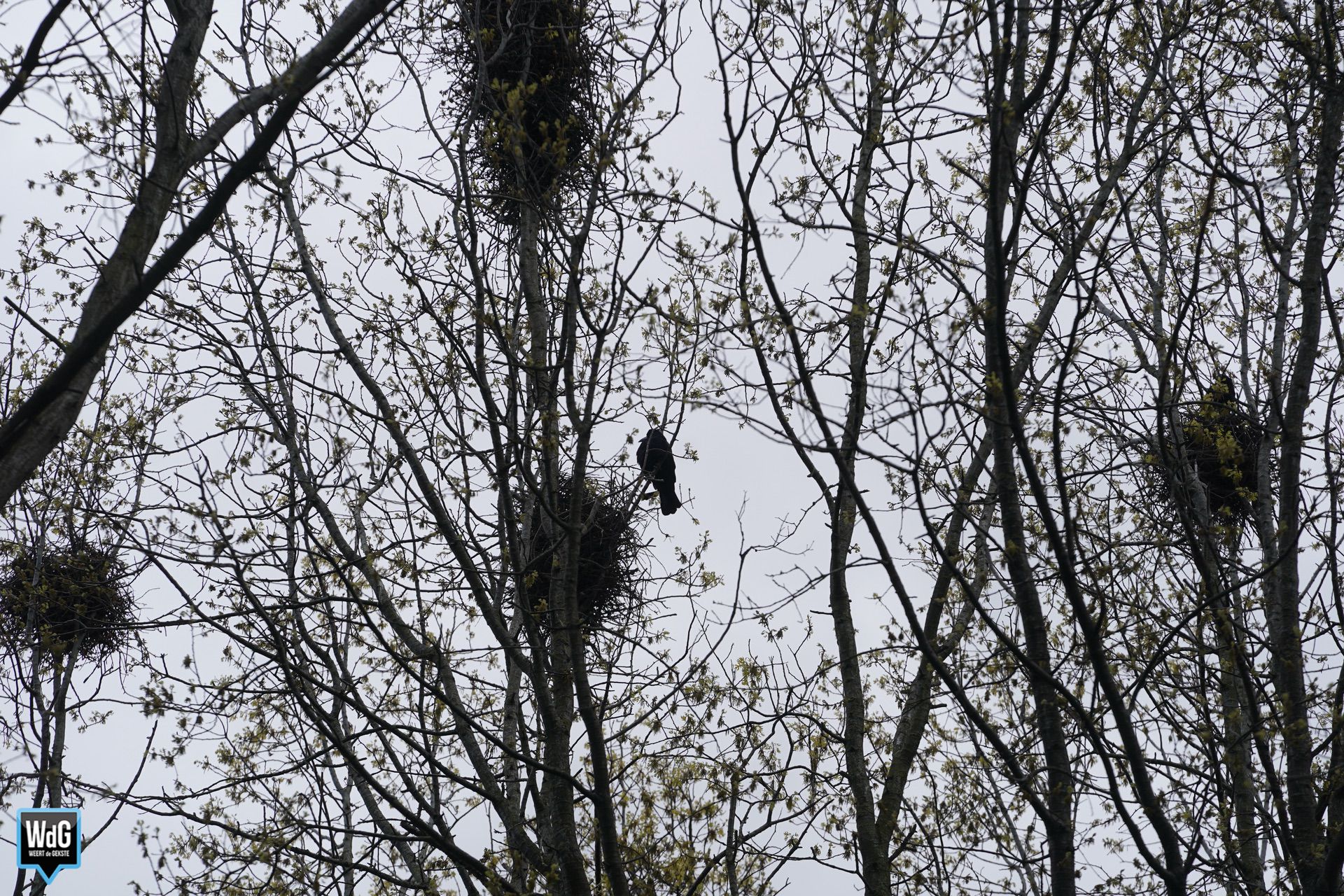 Archieffoto WdG - Overlast van roeken op de Limburglaan
