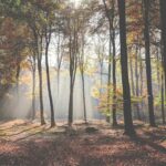 Overlijdensbericht Truus Caris-Zwegers