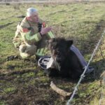 Kalf vastgevroren in modderpoel