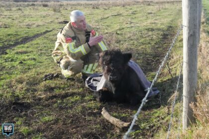 Kalf vastgevroren in modderpoel