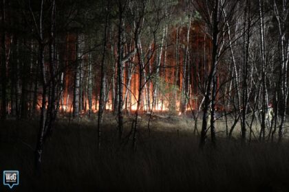 Flinke natuurbrand in Budel-Schoot