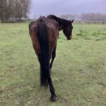 Zes ernstig vermagerde paarden in bewaring genomen in Leudal