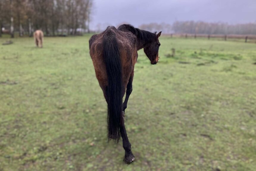 Zes ernstig vermagerde paarden in bewaring genomen in Leudal