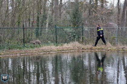 Ree zit gevangen bij omheind waterbassin