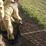Ree raakt verstrikt in schrikdraadnet en komt te overlijden