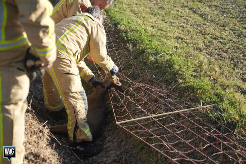 Ree raakt verstrikt in schrikdraadnet en komt te overlijden
