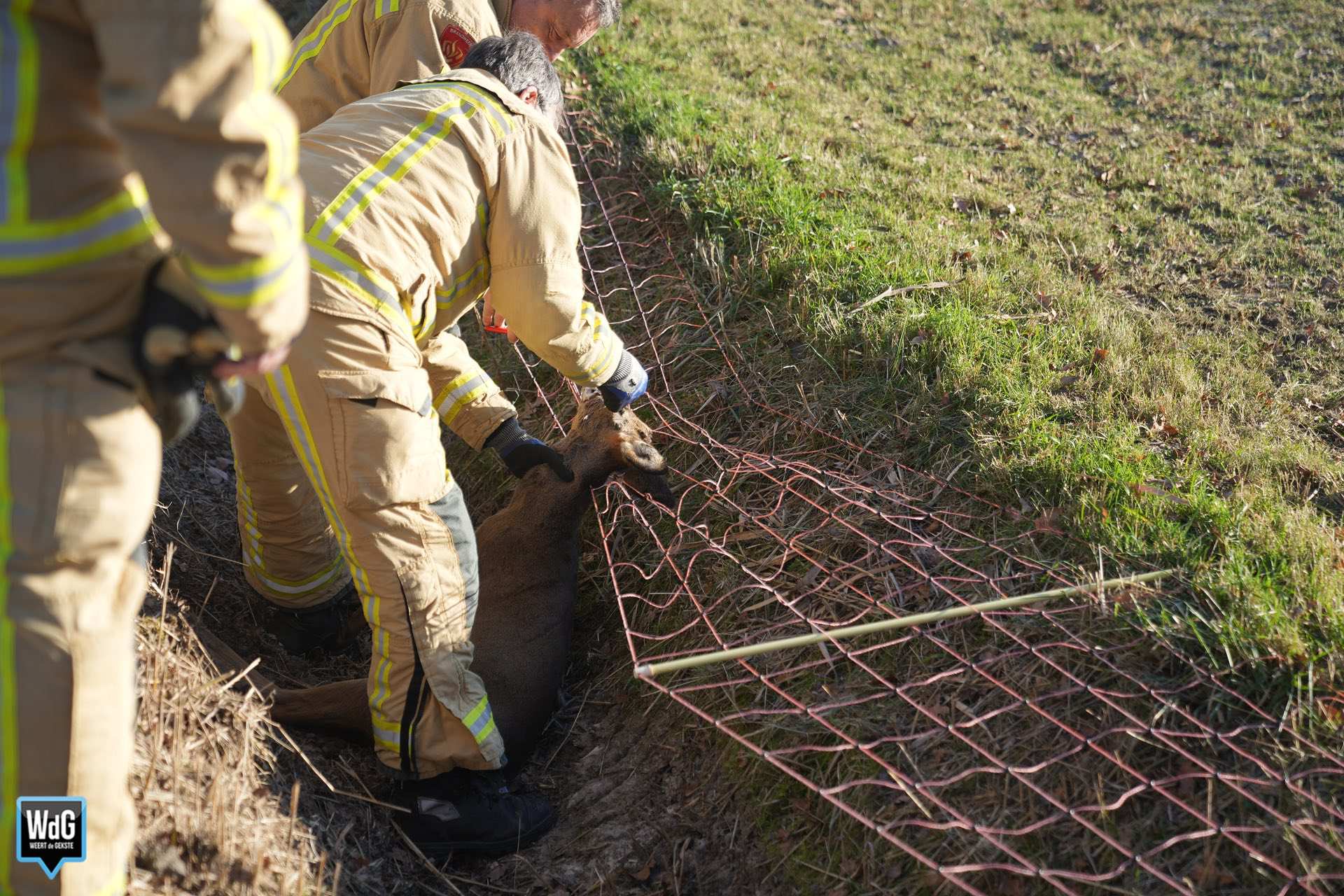 Ree raakt verstrikt in schrikdraadnet en komt te overlijden