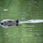 Bever lezing Willy de Koning