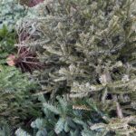 Archieffoto WdG - Afgedankte kerstboom