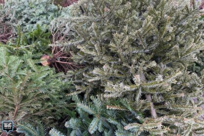 Archieffoto WdG - Afgedankte kerstboom