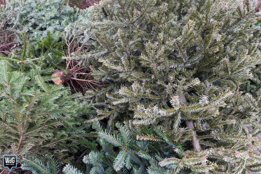 Archieffoto WdG - Afgedankte kerstboom