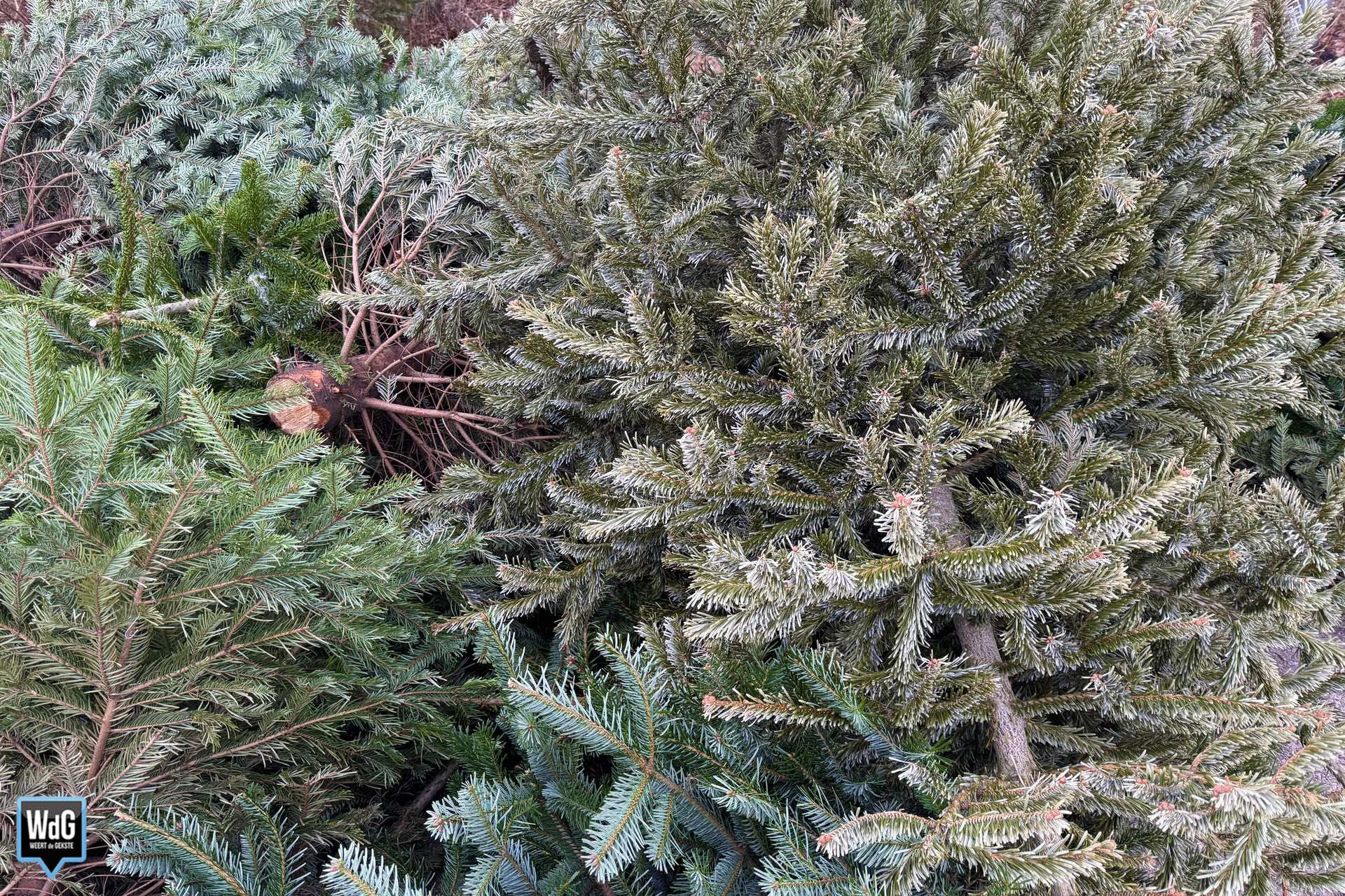 Overzicht ophaallocaties voor je kerstboom in de gemeente Weert