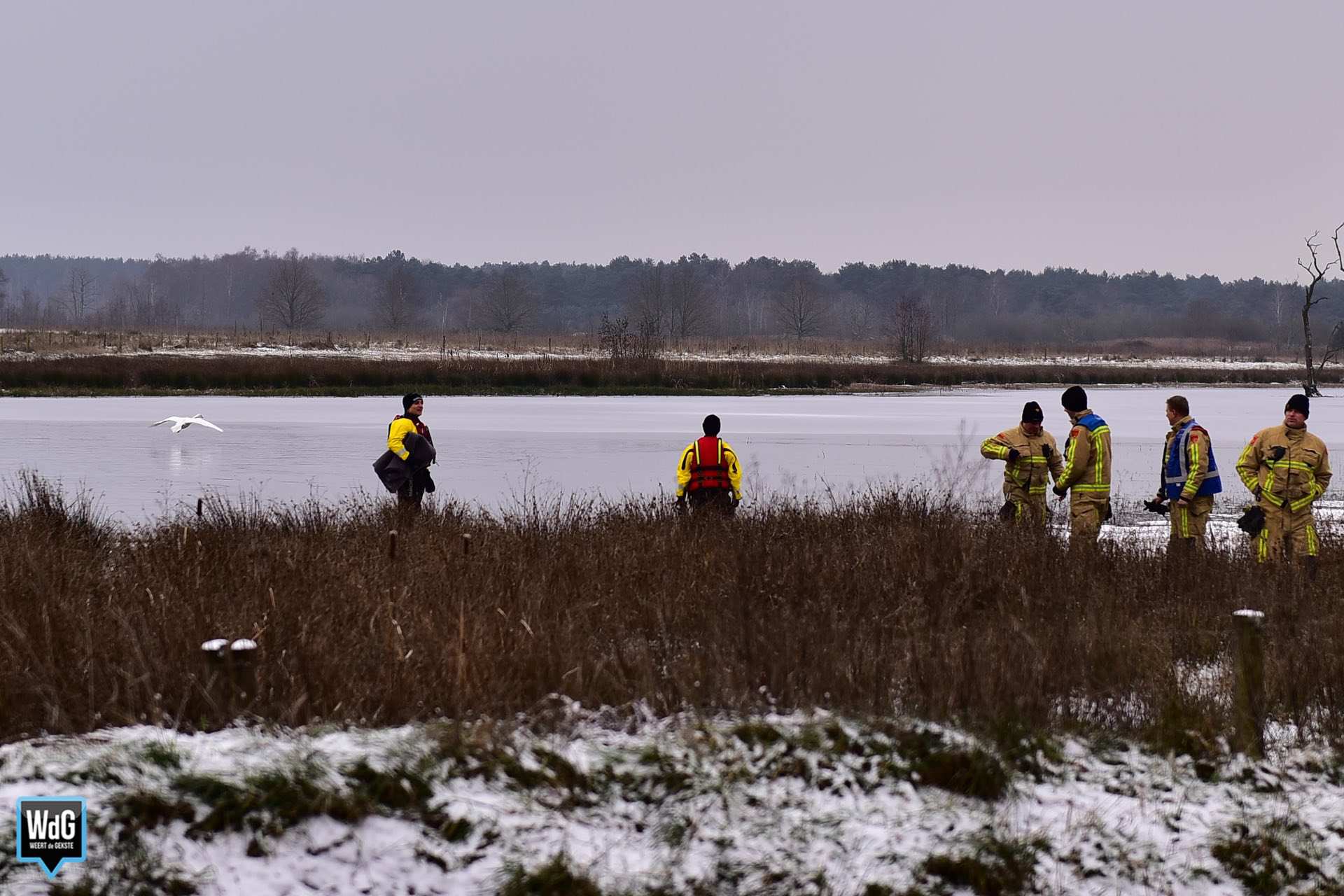 Brandweer rukt uit voor zwaan in ijs bij Gastel