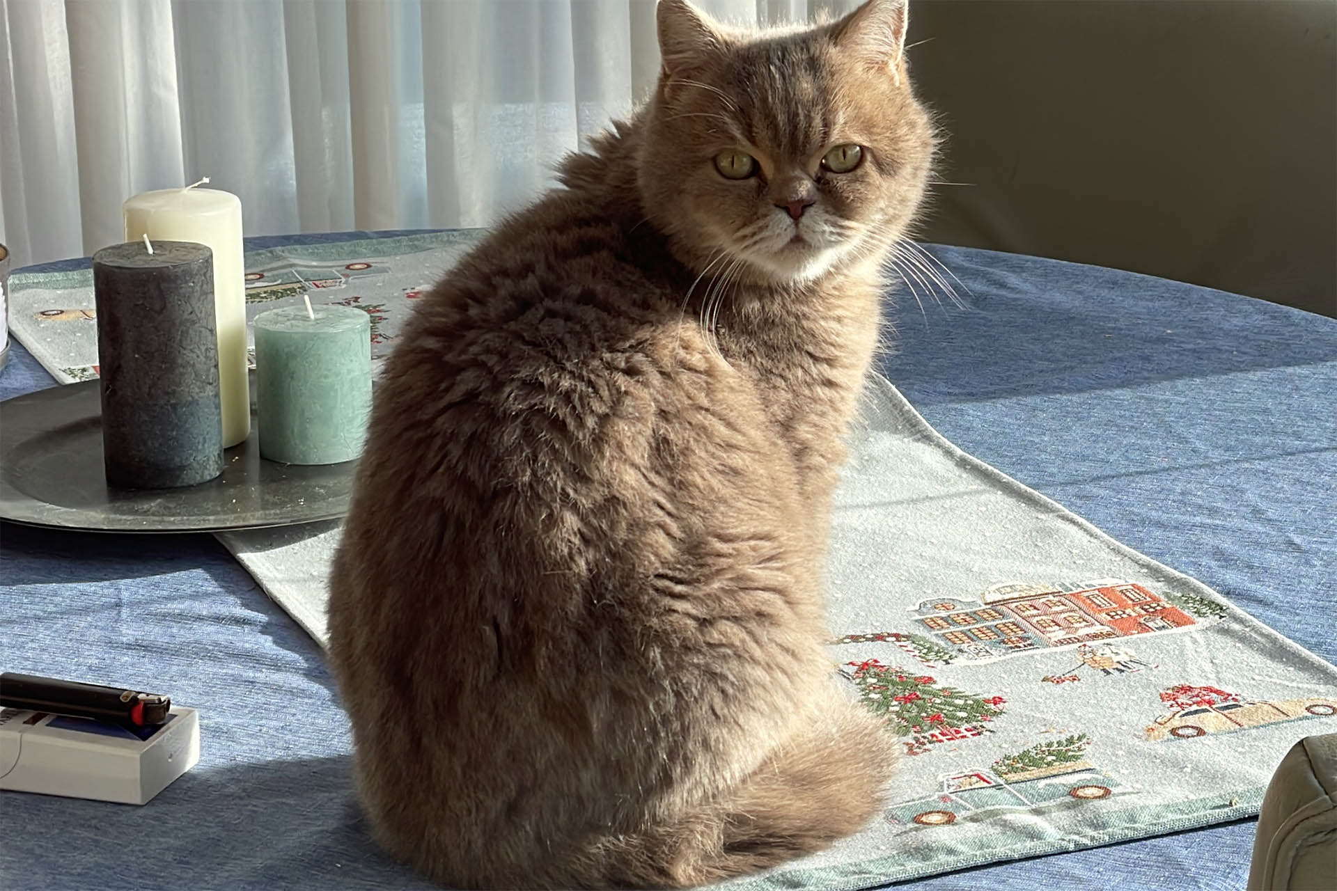 Gevonden: Poes/kat aangelopen