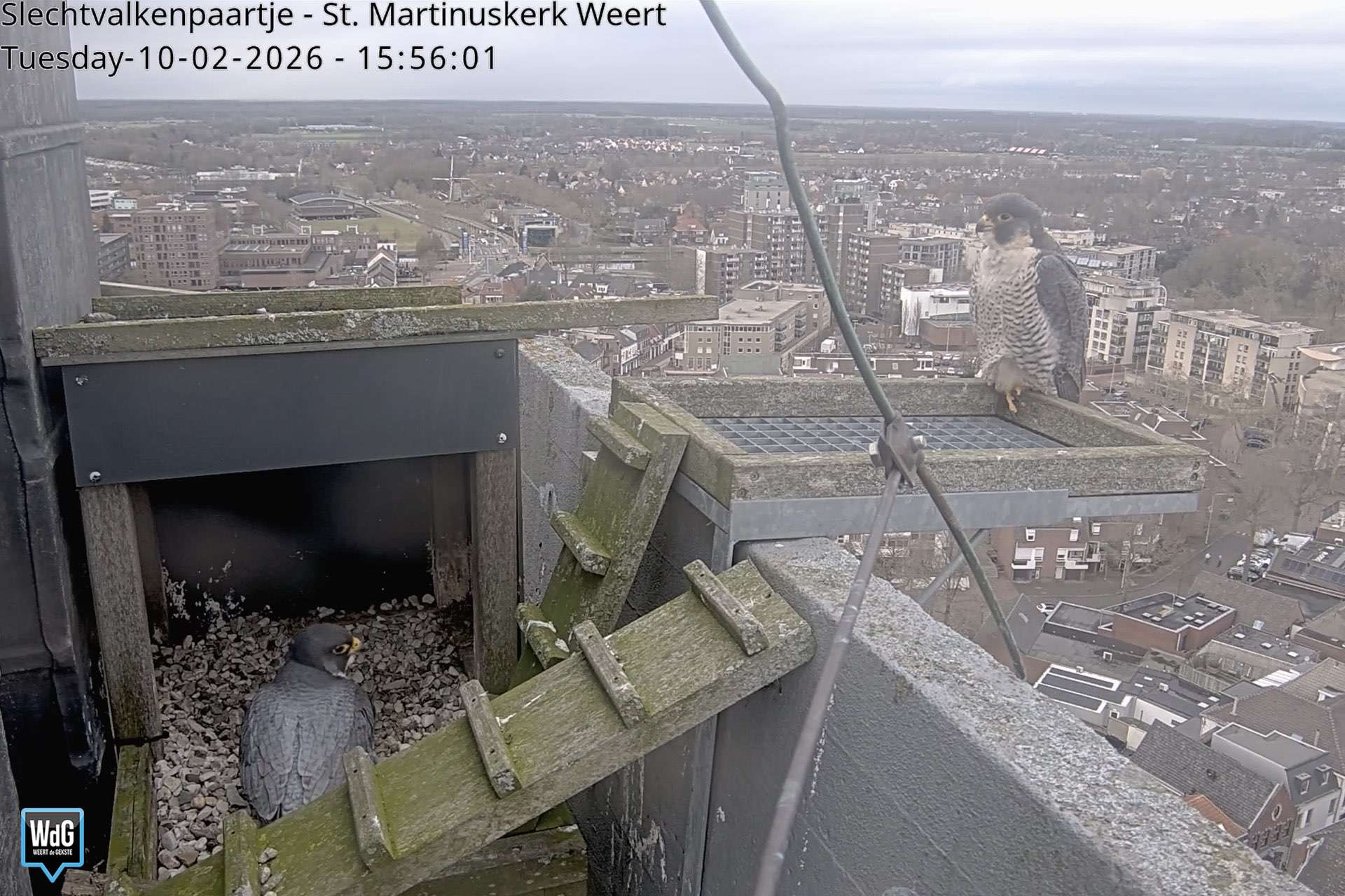 Slechtvalkpaar verkent nest op Sint Martinustoren