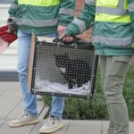 Brandweer bevrijdt kat uit benarde situatie