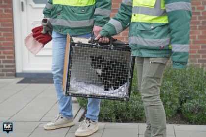 Brandweer bevrijdt kat uit benarde situatie