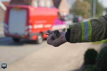 Brandweer redt 'hoeskets' uit de afzuiging van een woning