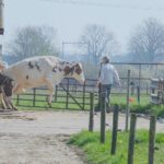Koeiendans bij Boerderij Pouwer luidt voorjaar feestelijk in