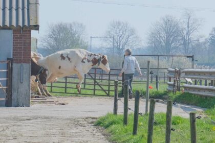 Koeiendans bij Boerderij Pouwer luidt voorjaar feestelijk in