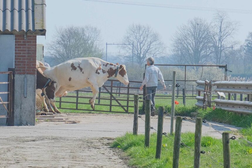 Koeiendans bij Boerderij Pouwer luidt voorjaar feestelijk in