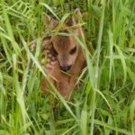 Reekalf - Fotograaf: Huub Schmitz