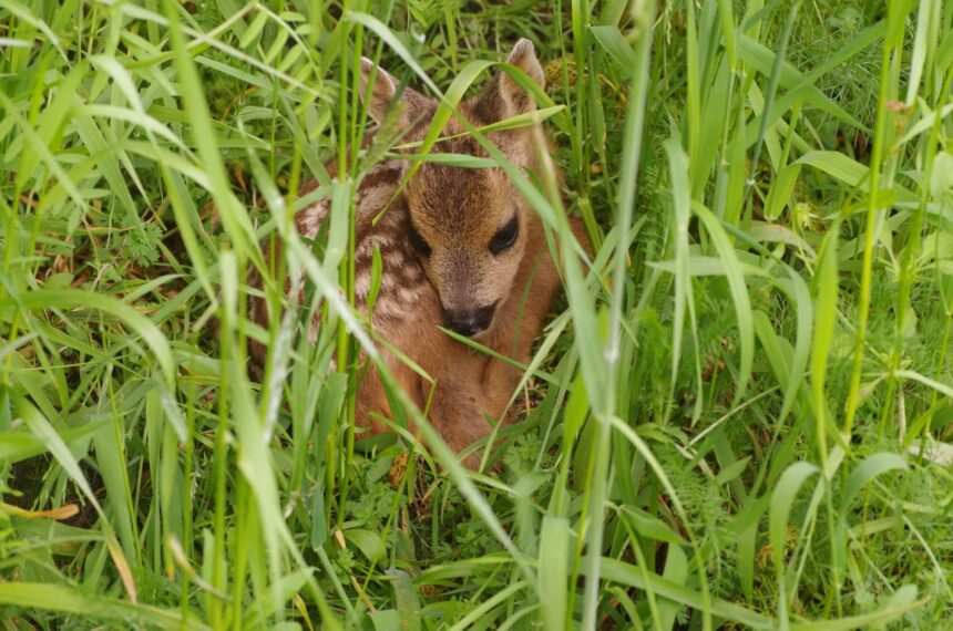 Reekalf - Fotograaf: Huub Schmitz