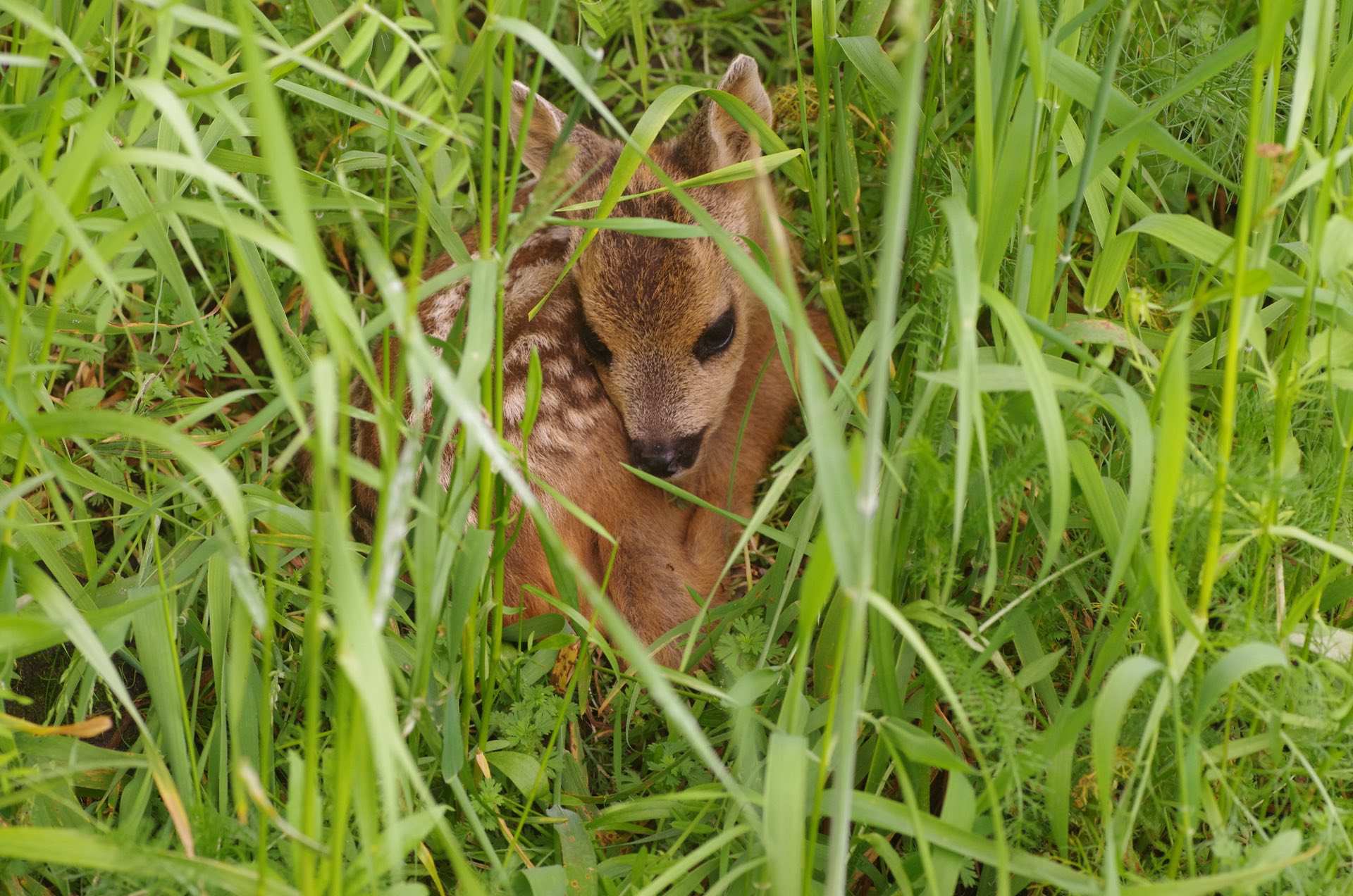 Reekalf - Fotograaf: Huub Schmitz