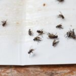 Vliegen - Foto via: depositphotos