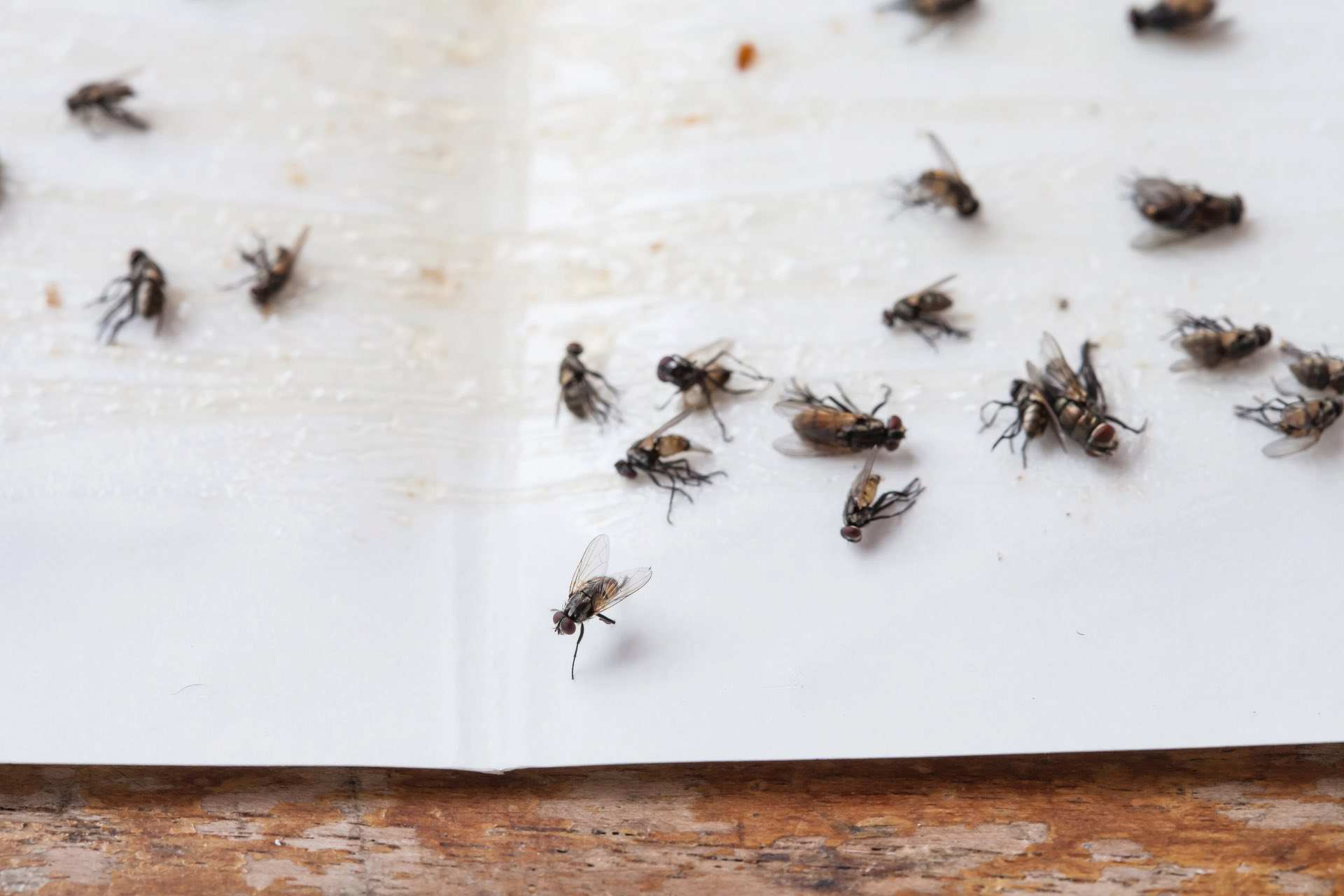 Stramproy heeft last van een vliegenplaag