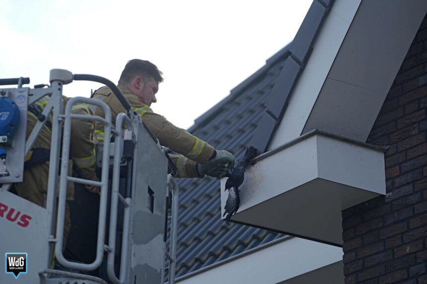 Brandweer bevrijdt verstrikte kauw in Ell