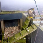 Eerste ei van slechtvalkpaar weer gespot - Screenshot webcam