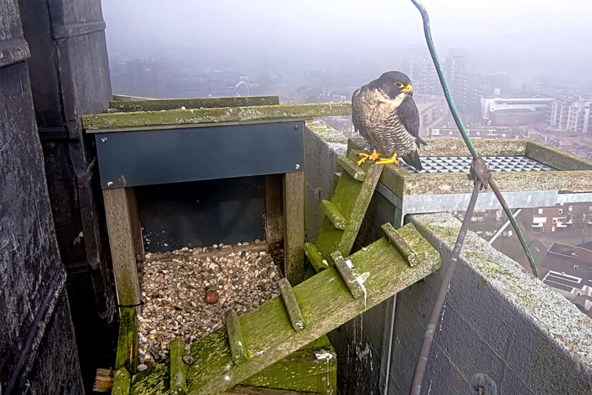 Eerste ei van slechtvalkpaar weer gespot - Screenshot webcam