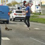 Moedereend met kroost krijgt hulp van voorbijgangers