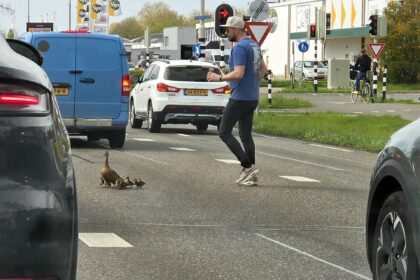 Moedereend met kroost krijgt hulp van voorbijgangers