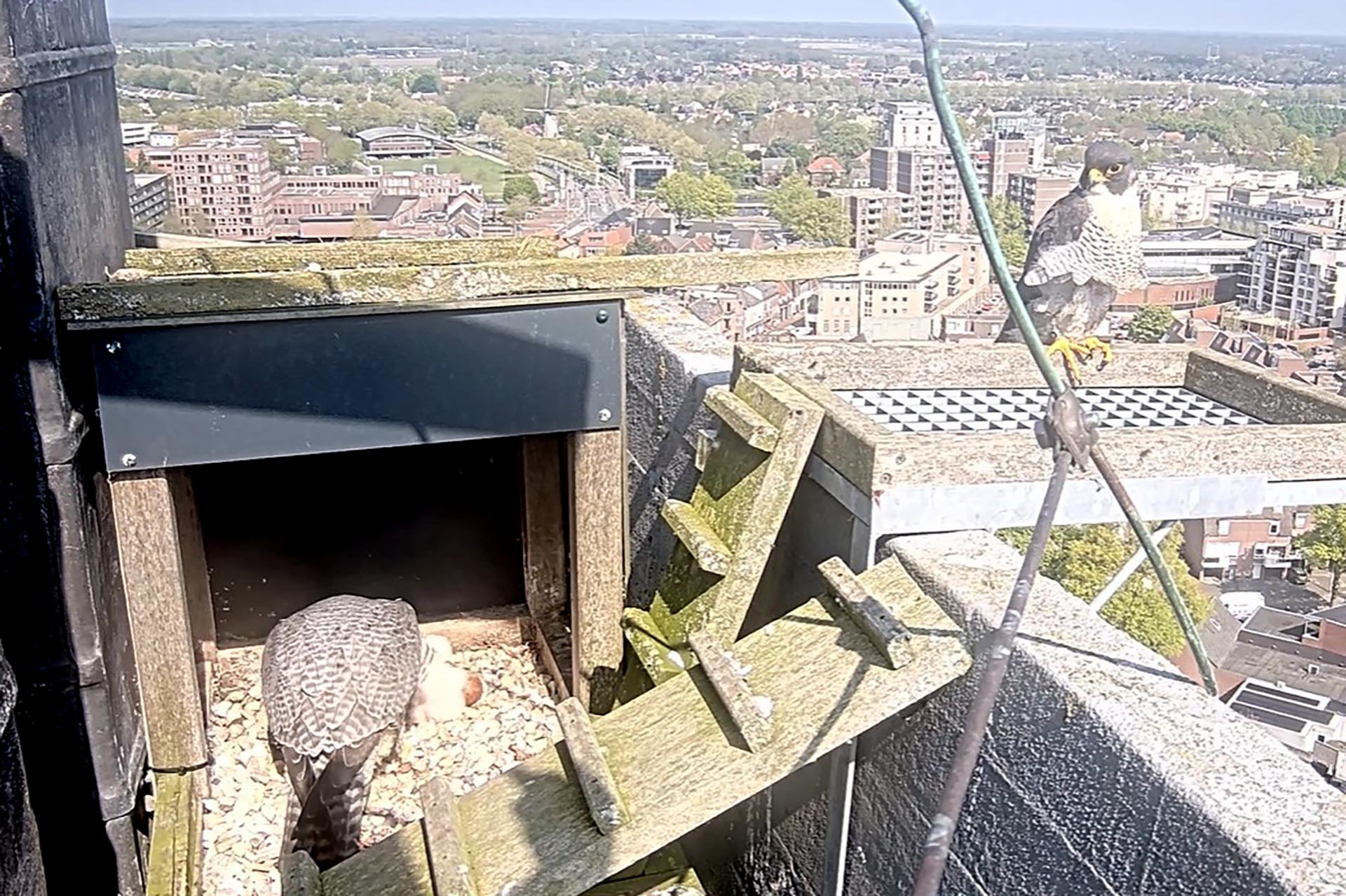 Eerste kuiken voor slechtvalken in Sint Martinustoren