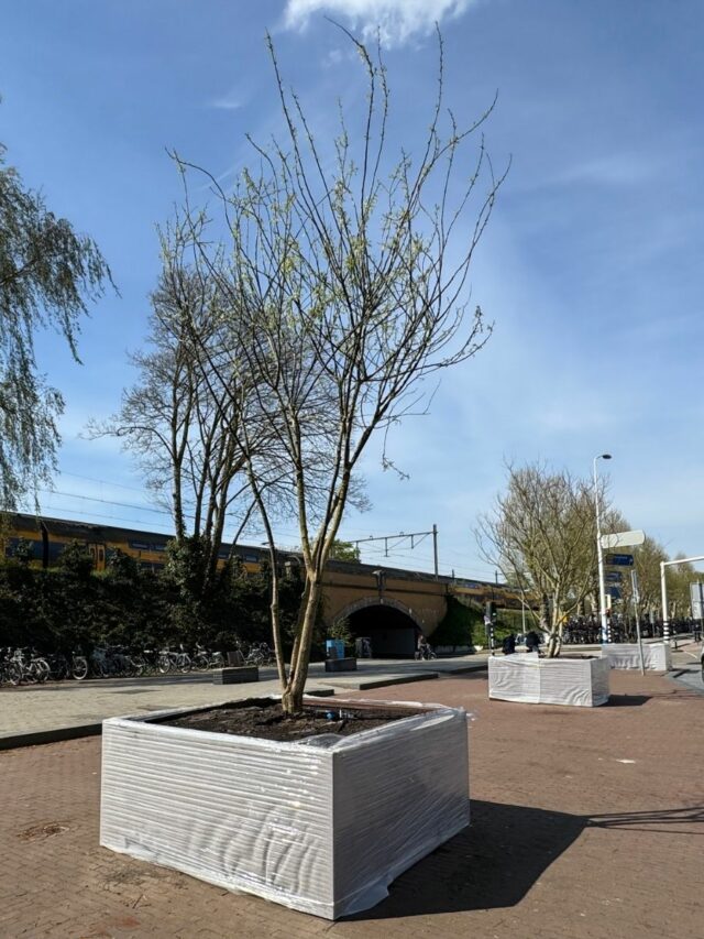 Nieuwe bomen geplaatst op Stationsplein