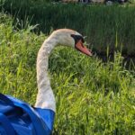 Gewonde zwaan. Foto via Facebook Dierenambulance Midden-Limburg