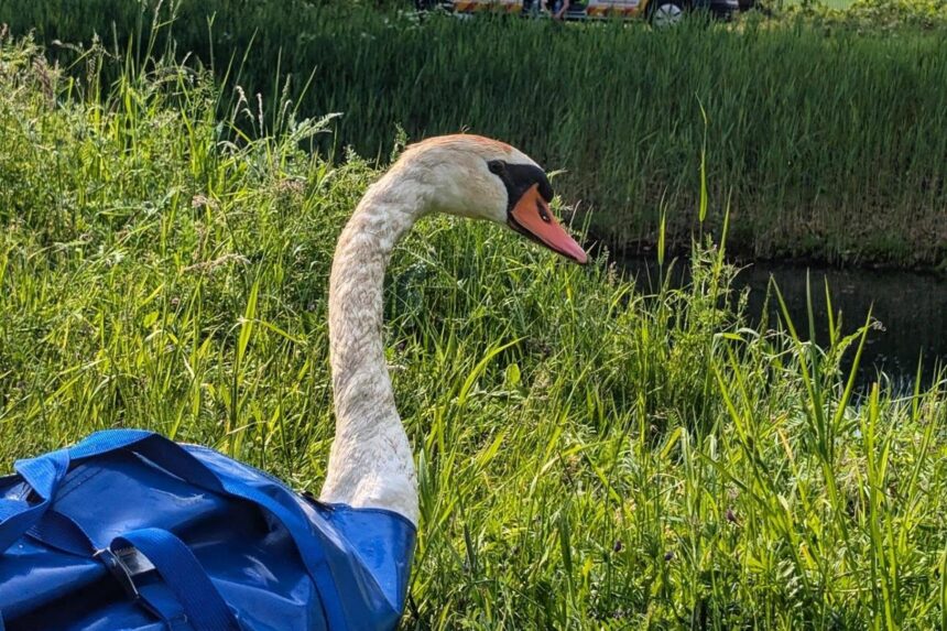 Gewonde zwaan. Foto via Facebook Dierenambulance Midden-Limburg