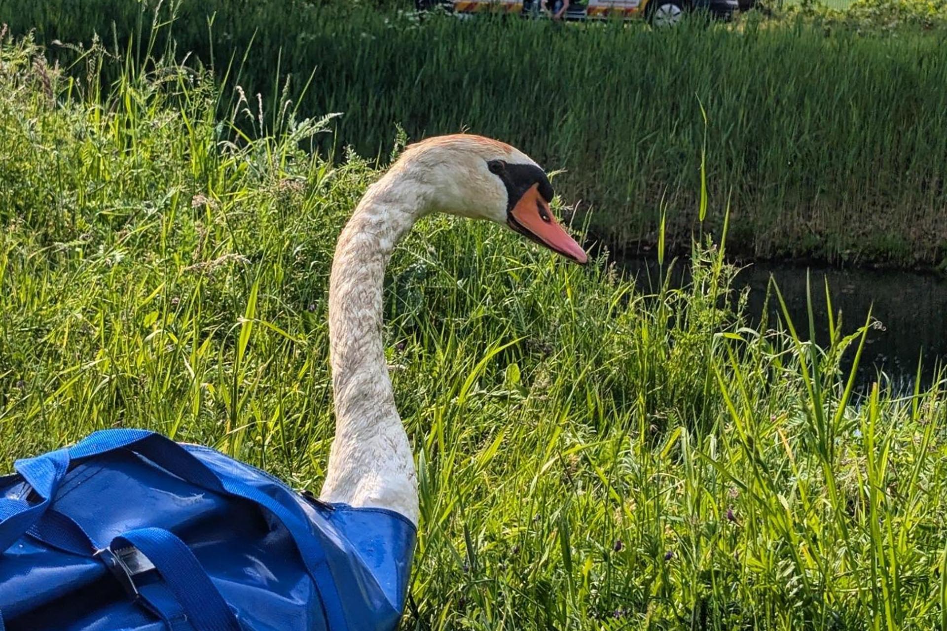 Gewonde zwaan. Foto via Facebook Dierenambulance Midden-Limburg