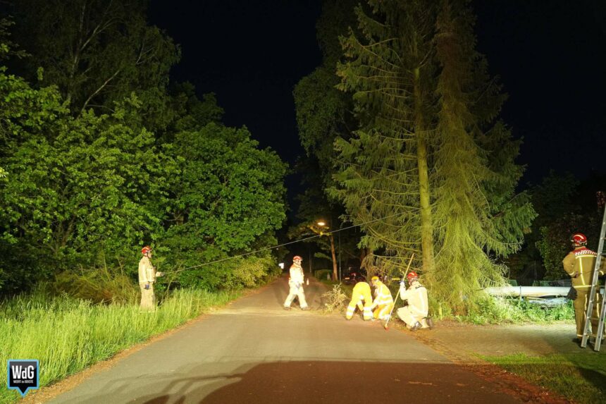 Omgevallen en instabiele bomen verwijderd in Budel-Dorplein