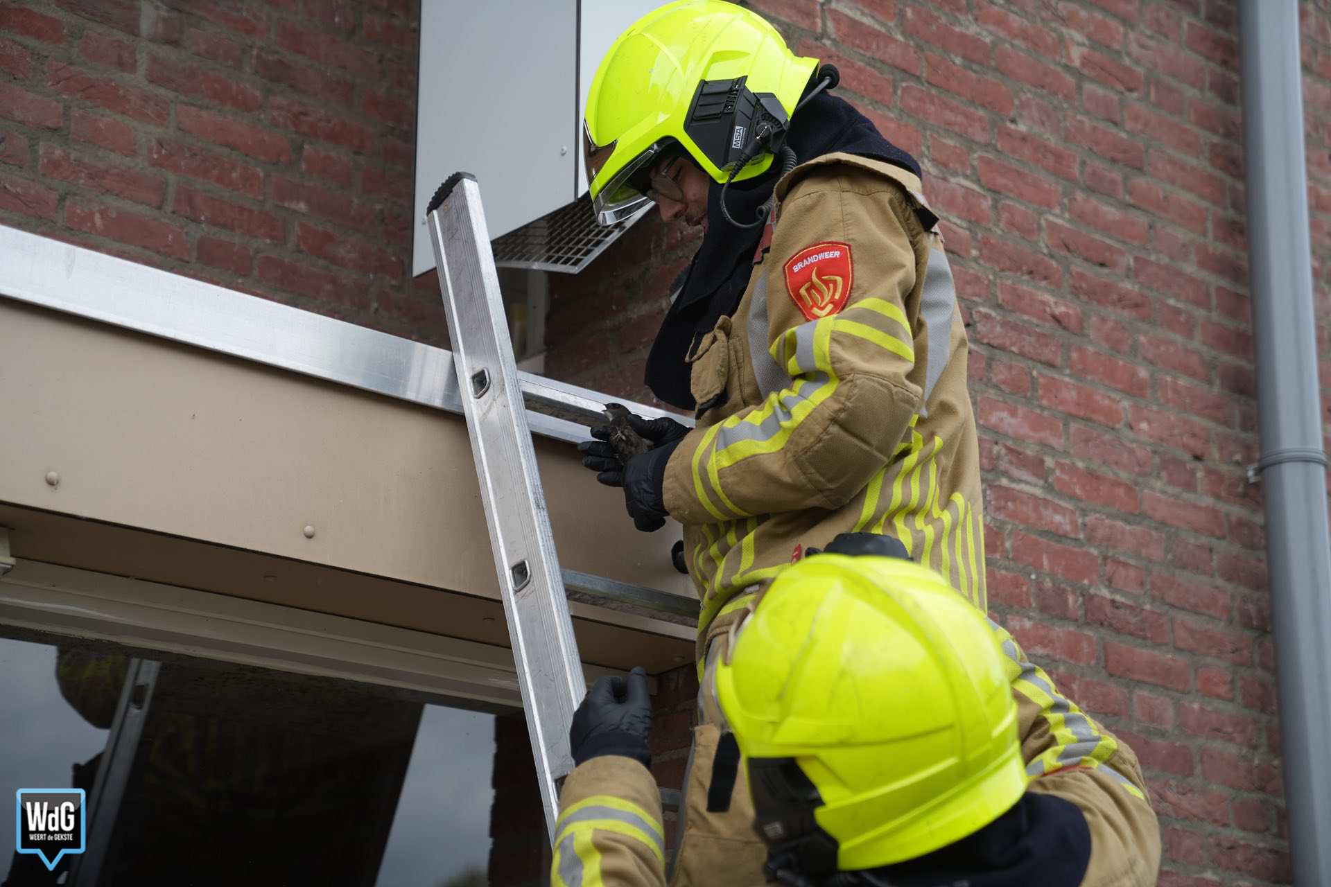 Brandweer vindt acht dode vogels en redt zwaluw