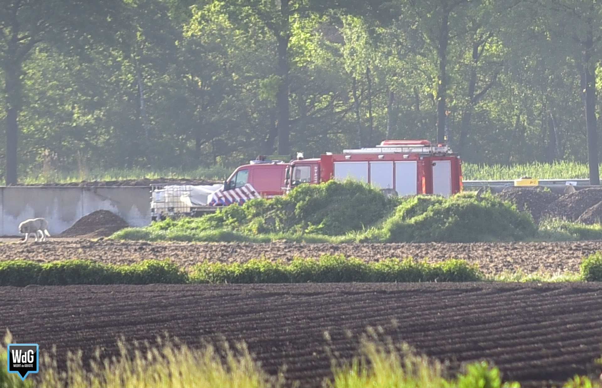 Koe vast in mestput bij agrarisch bedrijf in Ospel