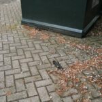 Dode jonge dieren aangetroffen naast kledingcontainers op Leuken