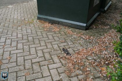 Dode jonge dieren aangetroffen naast kledingcontainers op Leuken